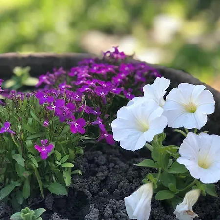 Casa de hóspedes Nad Prutom 3*